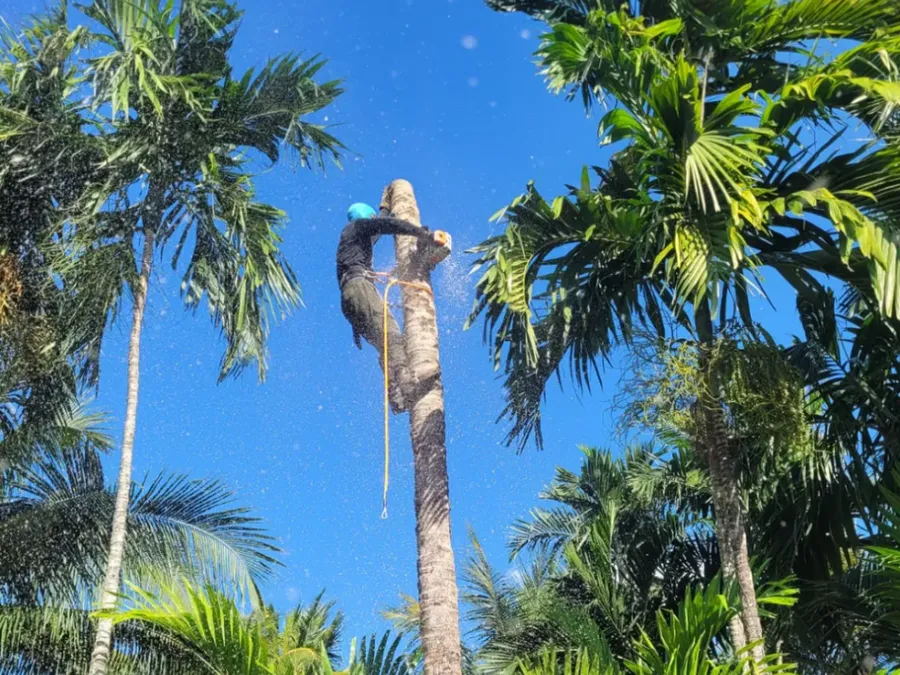 A Martin's Tree Solution climber trimming a tall palm in Miami